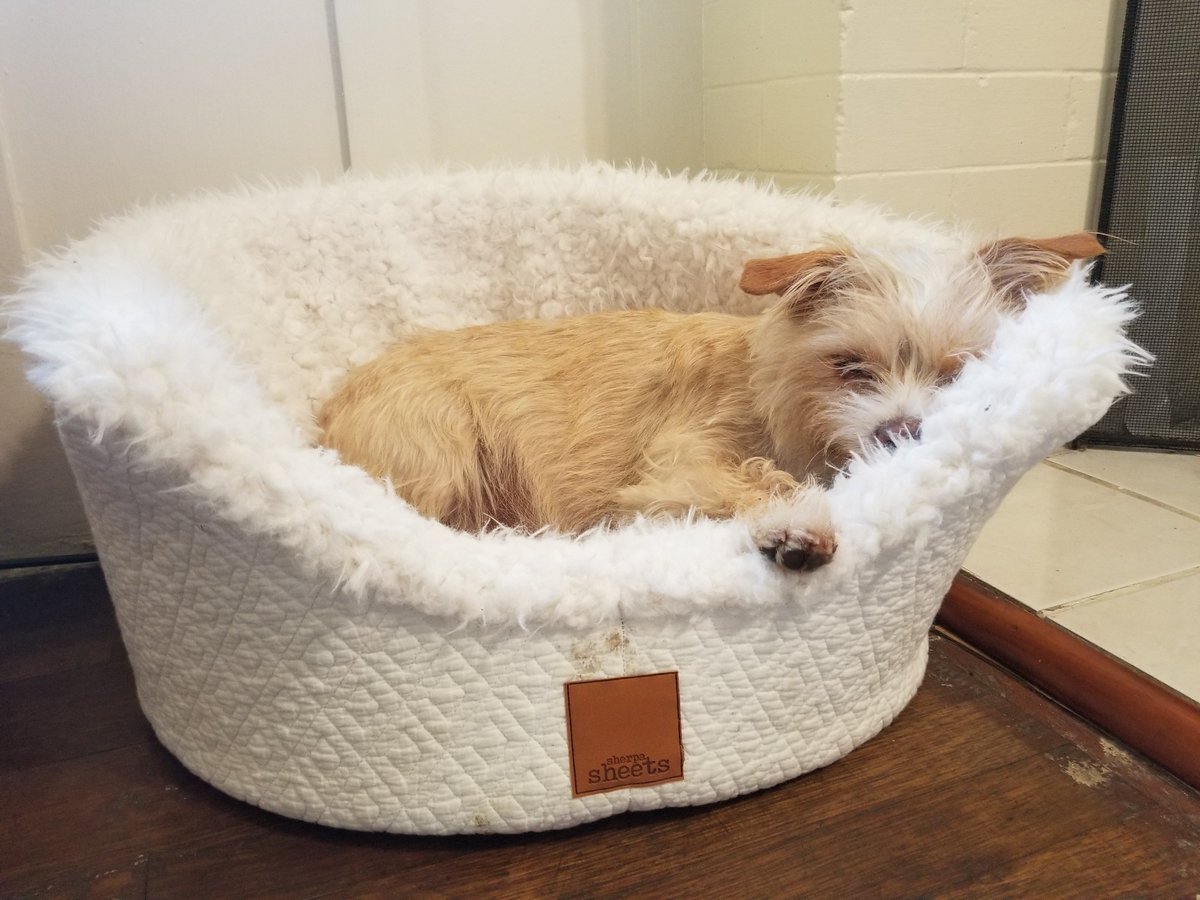 SherpaSheets's tweet photo. Considering adding Sherpa Sheets Dog Beds to the collection... Anyone have any interest?
#cozyhome #puppylove #dogsofinstagram #puppiesofinstagram #luxurylife https://t.co/JpHhaSbDq3