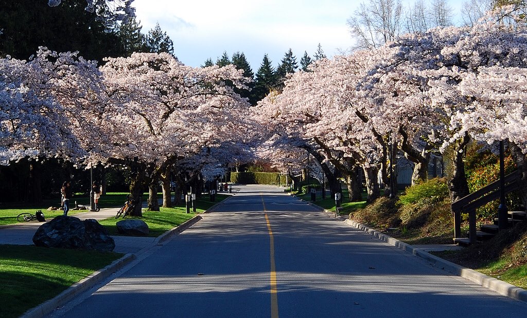 Spring at UBC is stunning.