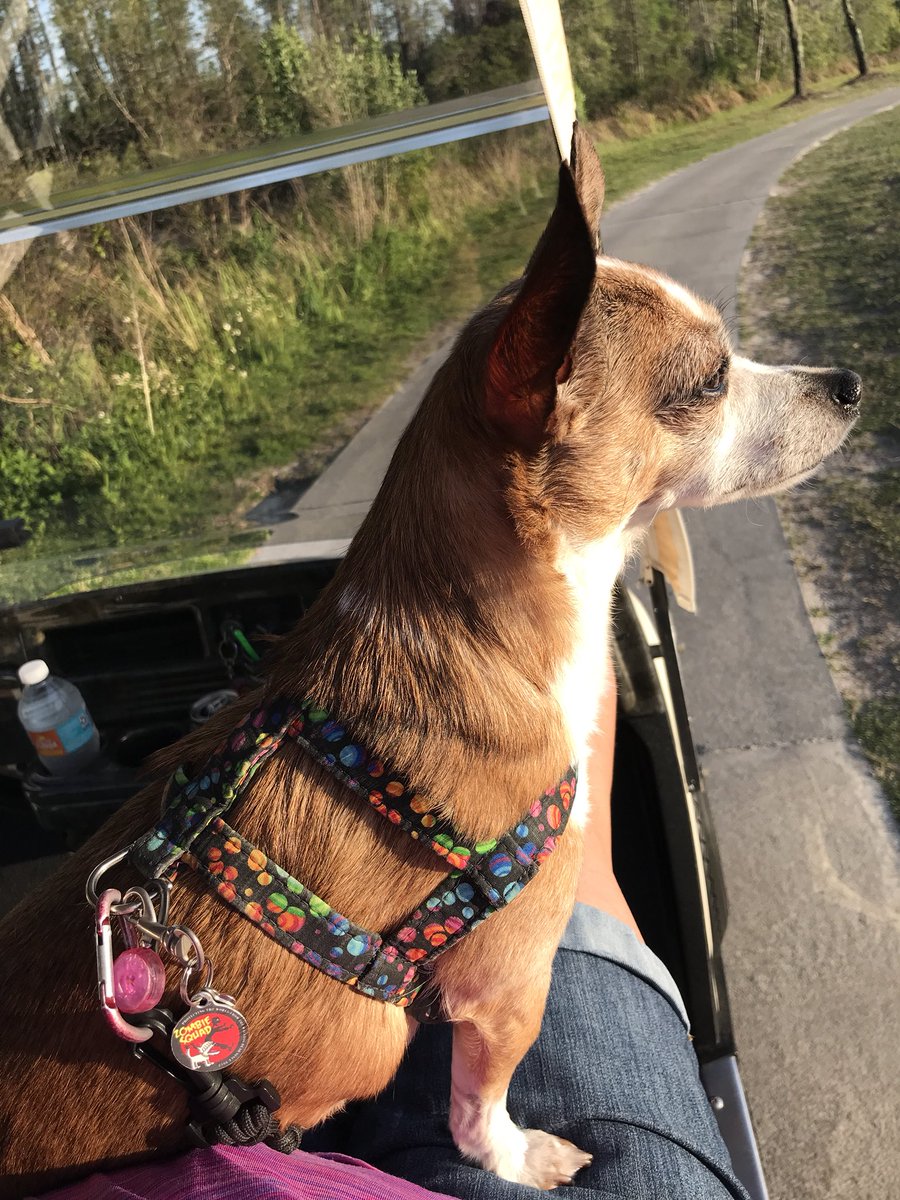 NellyGabs's tweet photo. Keeping da golf course zombie free !  links pawtrol 🐾⛳️ aaaarrrr ! #ZSHQ https://t.co/cV9k8Cdgff