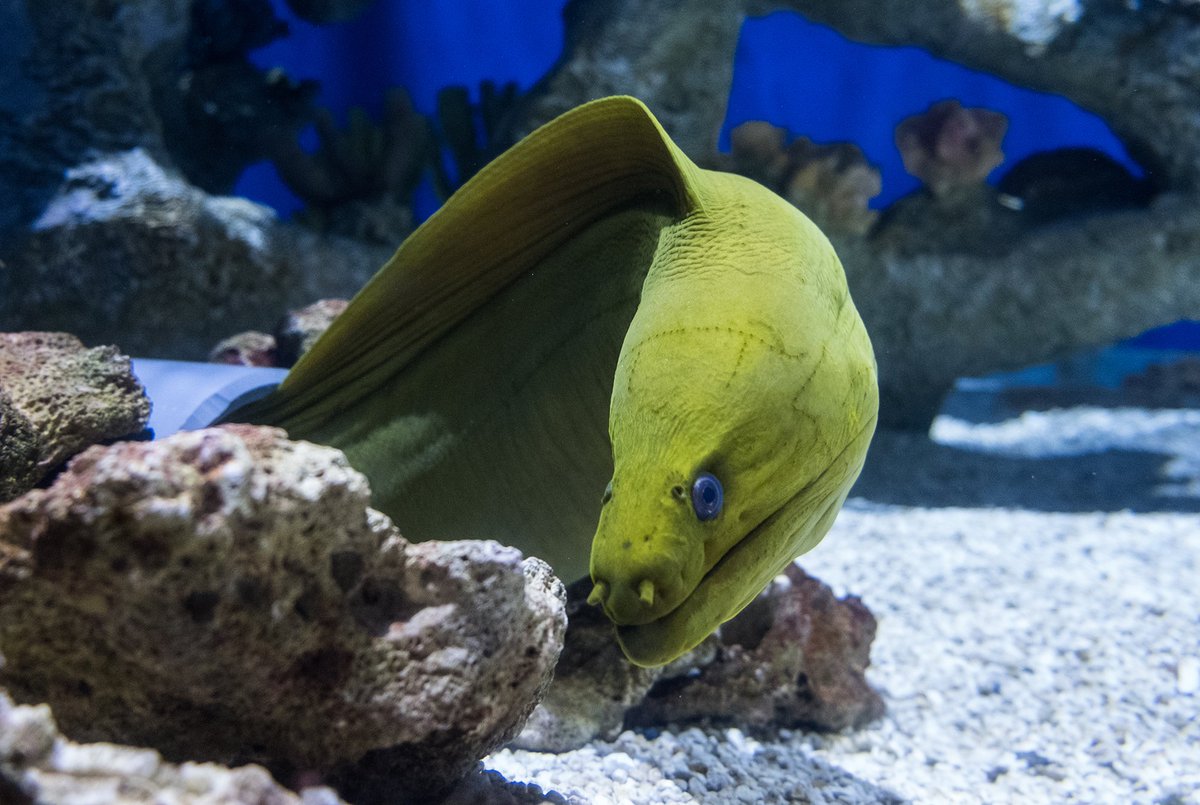 If our green moray eel looks slimy, that's because they are! Moray eels are covered in a layer of yellow mucus to protect them against parasites. Gross to some, cool to us. 🤓 #FishFactFriday