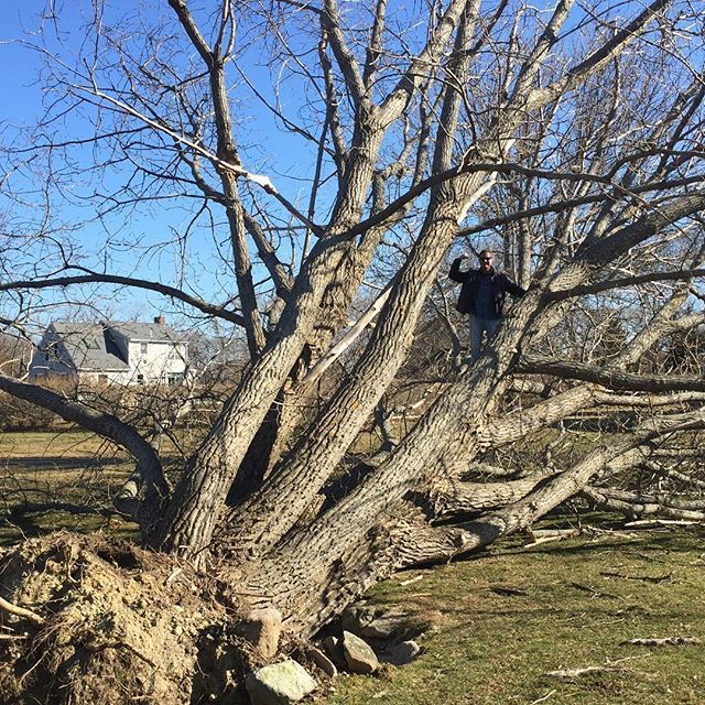 OnePlanetEN's tweet image. What a winter on East Coast South of Boston USA - Hurricane winds conquer 150 year old tree in yard ift.tt/2HgtRQ4