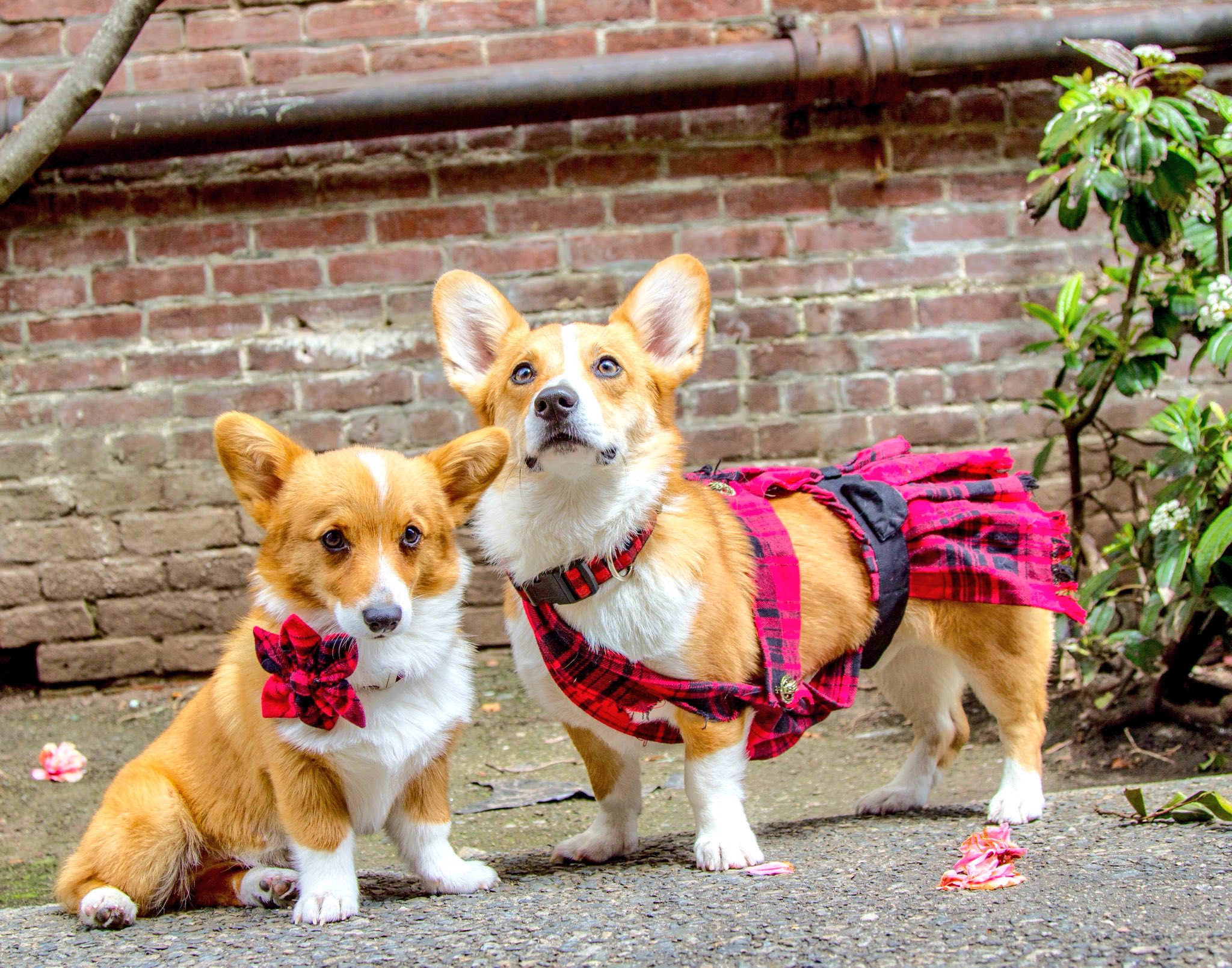 corgi kilt