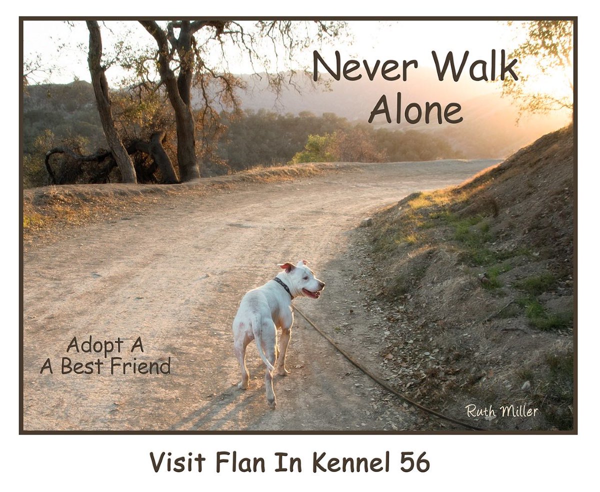Meet our longest resident at VCAS. Over 460 days in our care. Flan is a sweet, caring little girl. But b/c of her breed, and the scars on her face, people just walk by. Photo taken by a volunteer who took Flan for a hike. Ask for Flan by name at the Camarillo Animal Shelter. Thx.