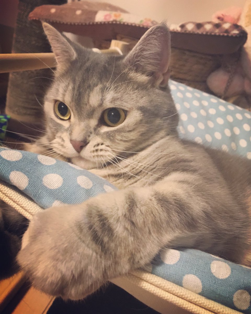omogajitan's tweet photo. はやくおそぼう？？
#がじまる
#猫のいる暮らし
#family https://t.co/rnozb0n8eV