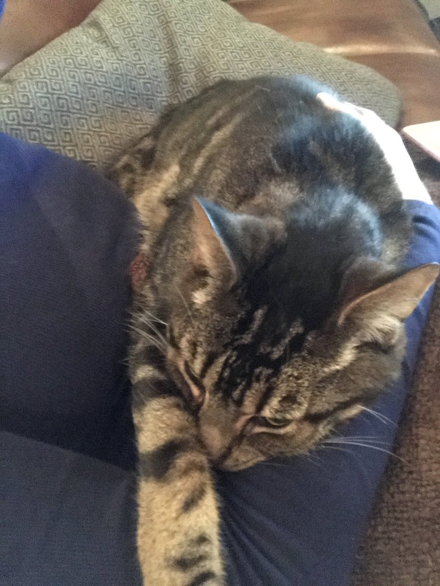 maddog_cafaro's tweet photo. Friday Frank cuddles ❤️ https://t.co/BZfV4mF0aV