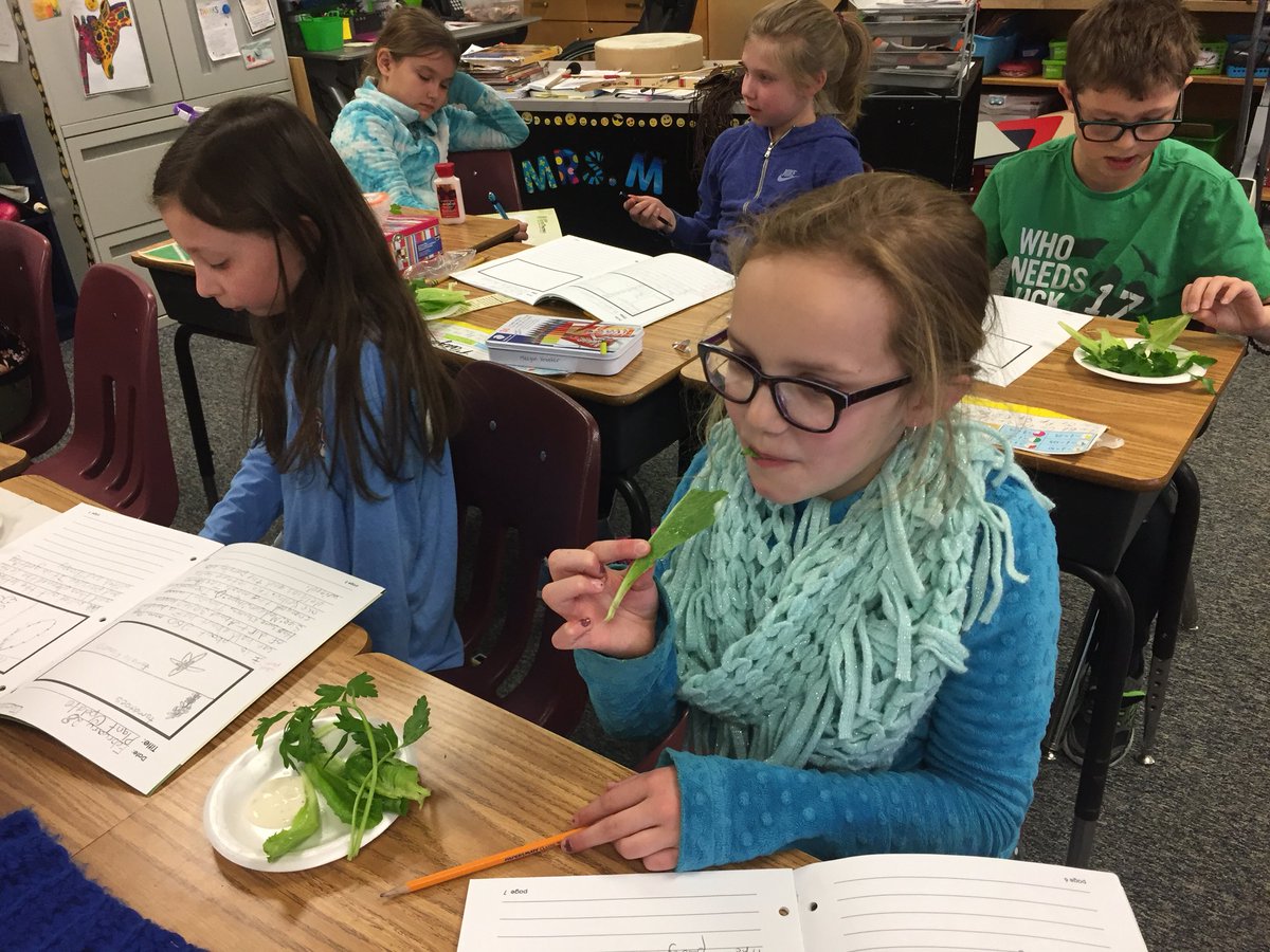 4M_STM's tweet photo. “Lettuce eat!”  Harvesting and enjoying our lettuce and parsley! Yum! @littlegrnthumbs @StMargueritecs https://t.co/yWAy2hEHt2