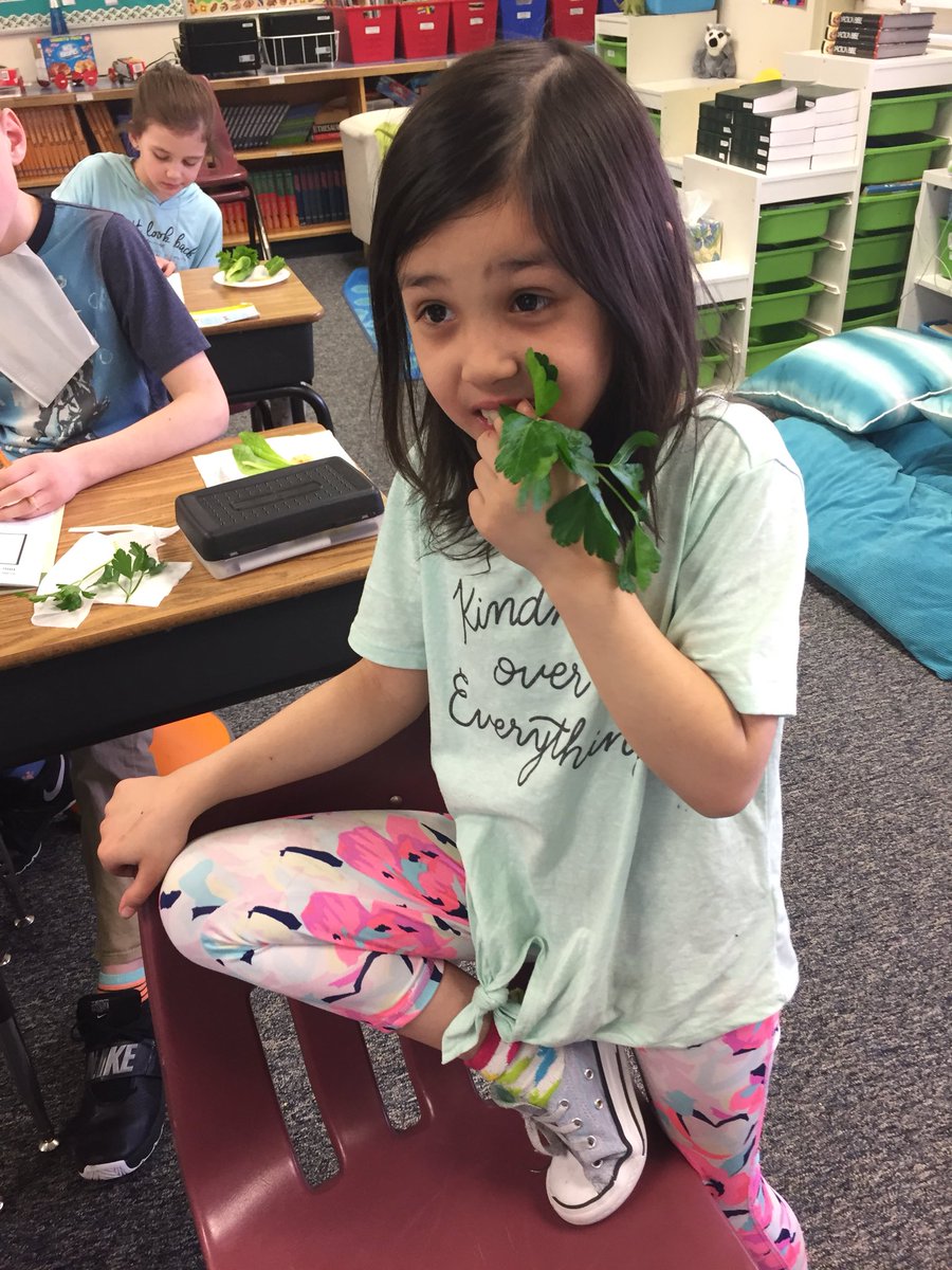 4M_STM's tweet photo. “Lettuce eat!”  Harvesting and enjoying our lettuce and parsley! Yum! @littlegrnthumbs @StMargueritecs https://t.co/yWAy2hEHt2