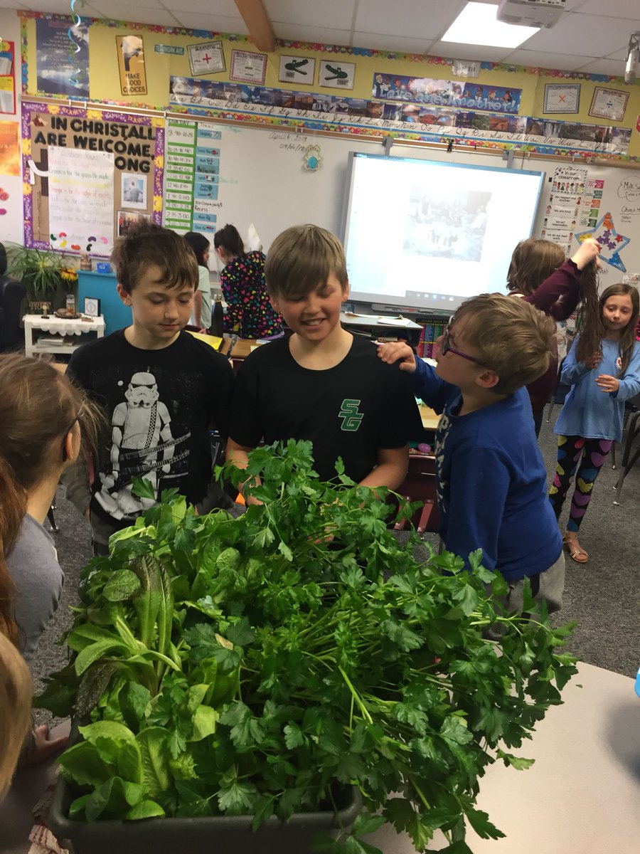 4M_STM's tweet photo. “Lettuce eat!”  Harvesting and enjoying our lettuce and parsley! Yum! @littlegrnthumbs @StMargueritecs https://t.co/yWAy2hEHt2