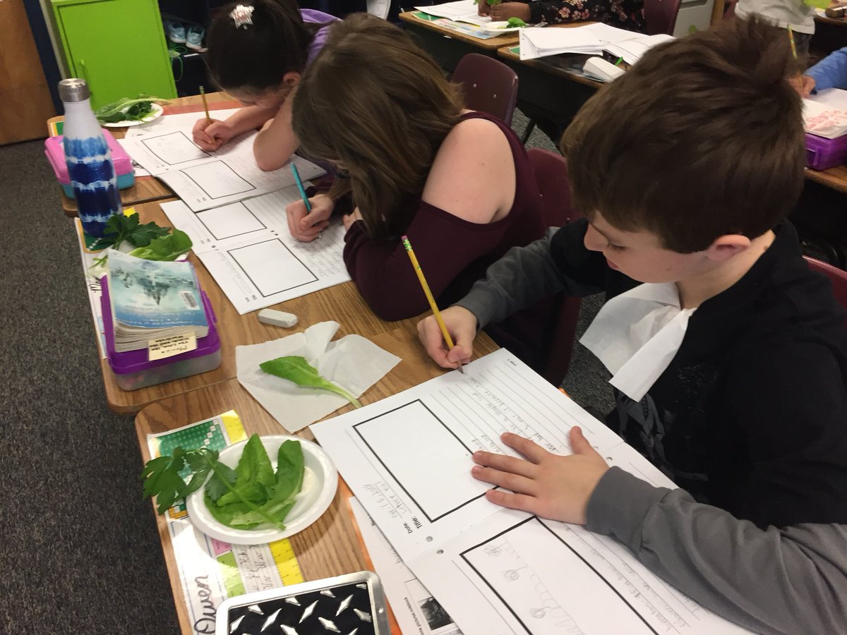 4M_STM's tweet photo. “Lettuce eat!”  Harvesting and enjoying our lettuce and parsley! Yum! @littlegrnthumbs @StMargueritecs https://t.co/yWAy2hEHt2