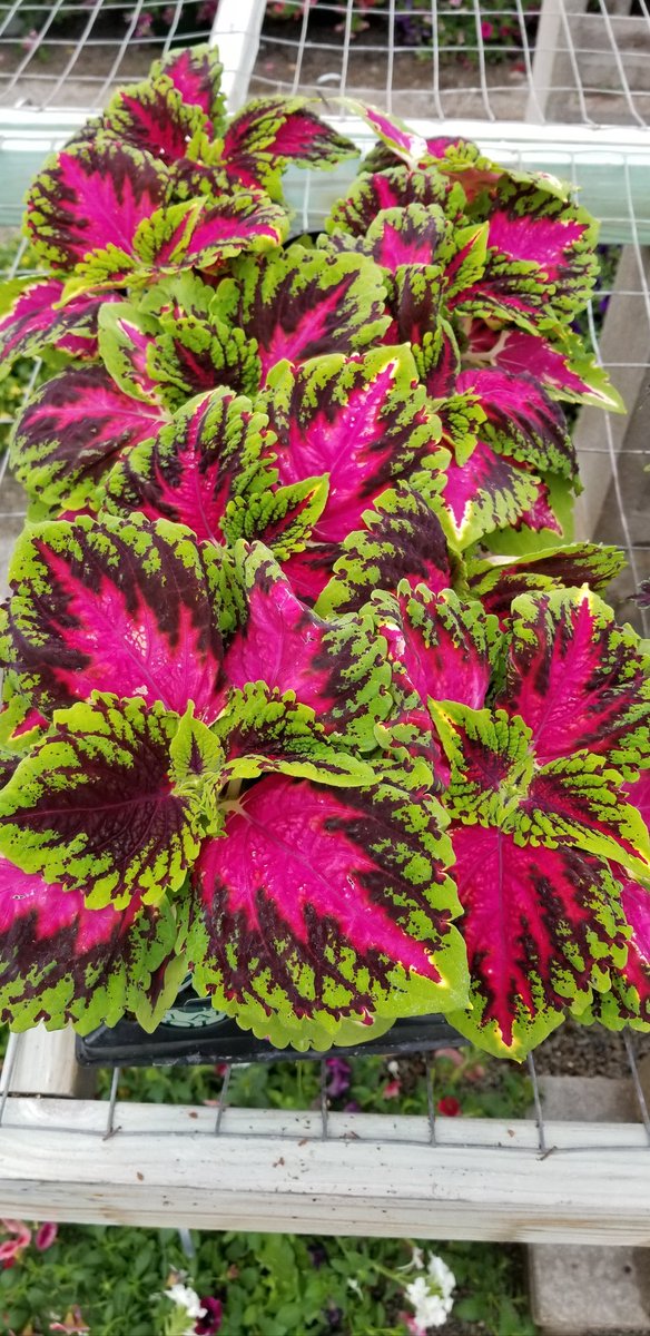 Pride Hill Farm & Garden Center (pride_hill) Twitter