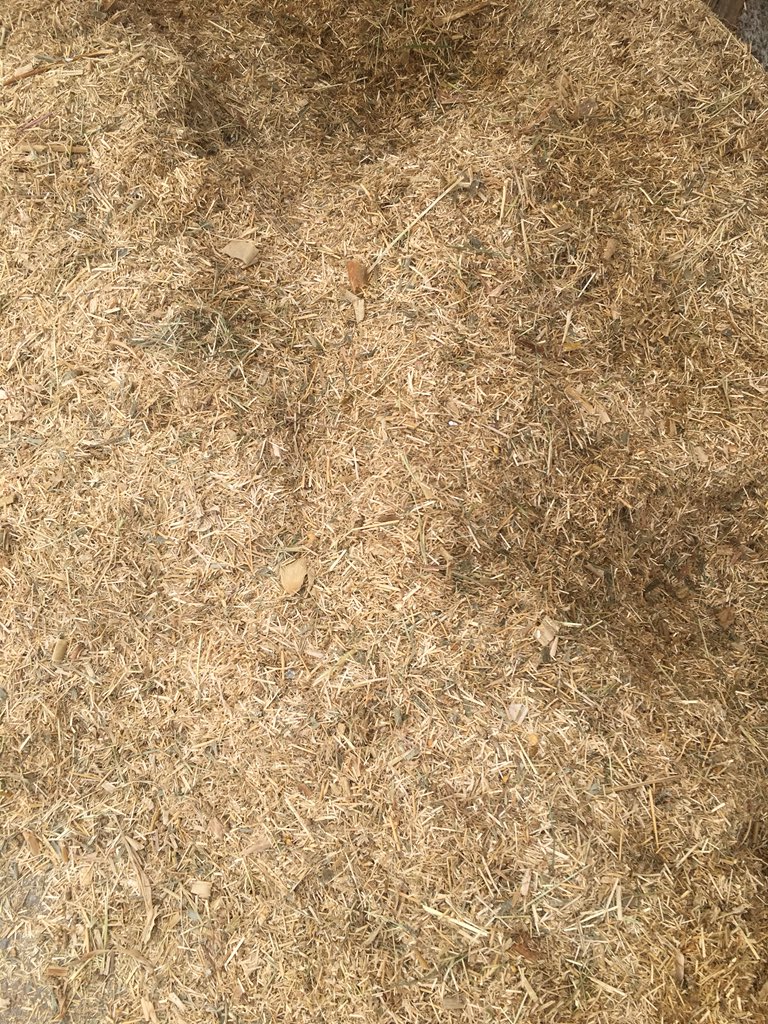 JakobVogel3's tweet photo. Another well chopped dry cow mix! #choplength #nomoresorting #dairynutritionfacts https://t.co/nUkmIjlF9h