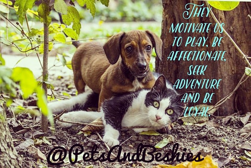PetsAndBeshies's tweet photo. Sometimes, hmmm most of the times, our beloved pets teach us the most precious life lesson we can ever get.
#fur #furry #Tail #woof #Arf #meow #canine #hound #pooch #doggy #dog #doglovers #feline #kitty #PussyCat #cat #catlovers #pets #SaturdayMotivation #dogsoftwitter #LoveWins https://t.co/x5Zcwg2Wwj