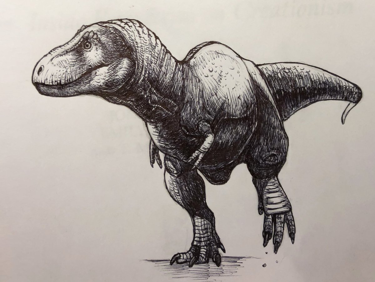 Tyrannosaurus rex Fossil | American Museum of Natural History