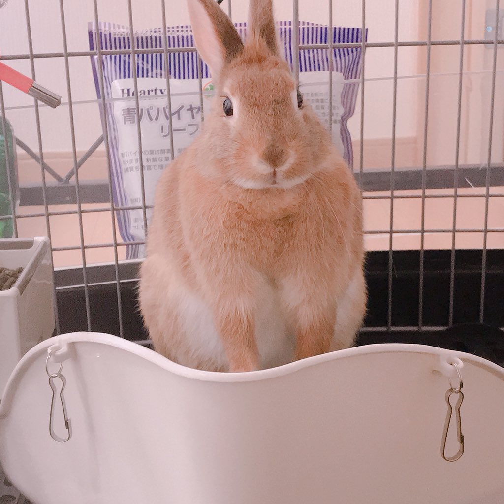 TOMs__house's tweet photo. 🐰「はようさんぽさせえ！💢」 https://t.co/0JXWaoJcM0