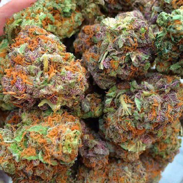 420IndianaChicc's tweet photo. FRUITY PEBBLES @BRad_4_20 
@blackyngdave1 @_jena4n @Hippie_of_Love @Bklynbby 
@Imbaknwithj @im420forsure @Imbaknwithj @Cogitatorium @tripprrr @EveOfNite @5tonergirl420 @TheLoudBank @ReeferMcGee @420  @RealHoosierBud @EmeraldZoo 
@LARRYIRBY6 @weedfemale  @NicholsNcn8365 @Kooky_420 https://t.co/ljZN3JJQk0