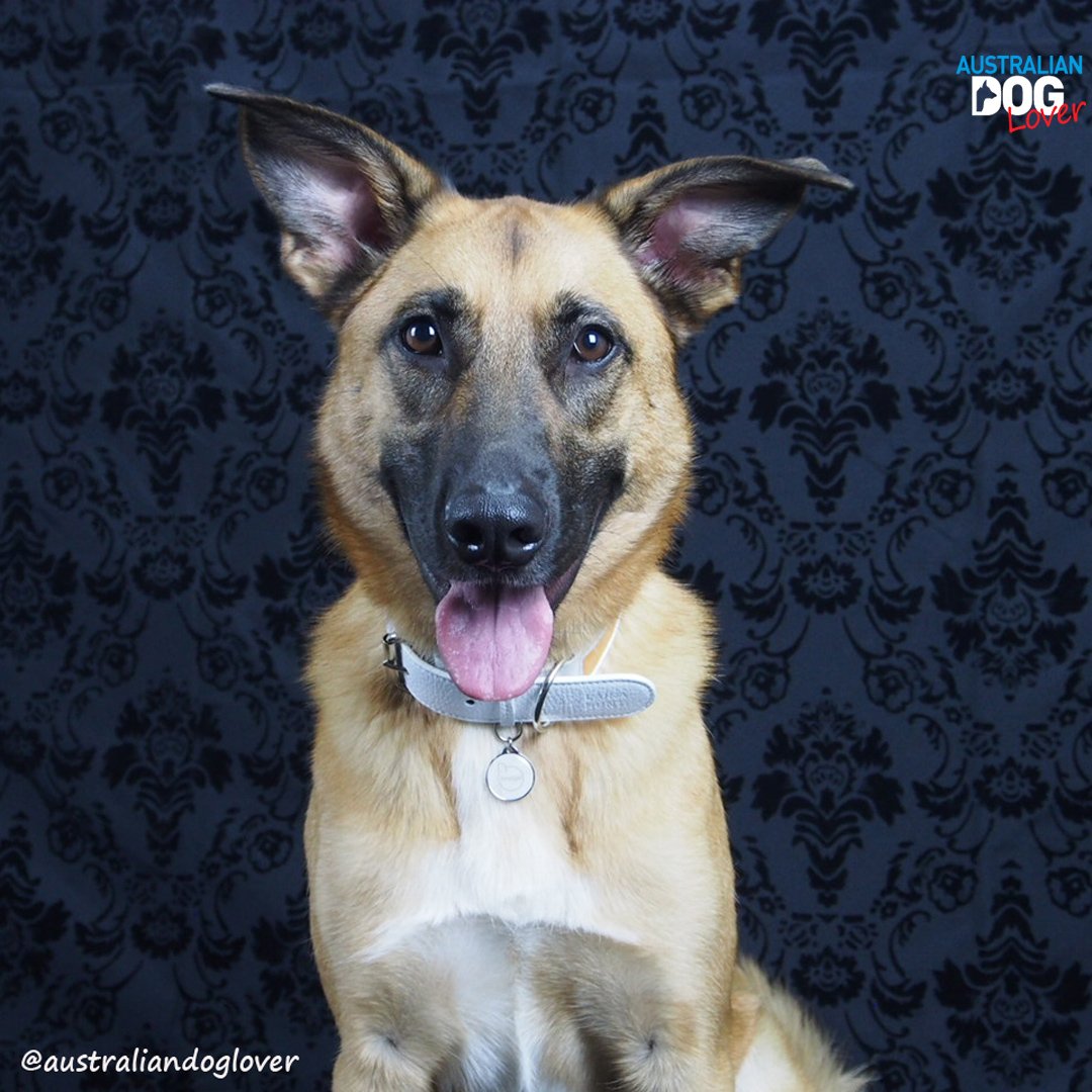 OzDogLover's tweet photo. #EveryDayisTagDay is a reminder to ensure your #dog is both microchipped &amp; always wearing a #PetIDTag displaying current contact details! The #PetWidget badge app includes your #pet's medical records.
.
Read our Review at https://t.co/7t1wyqvntV https://t.co/RTeTZB4OoJ