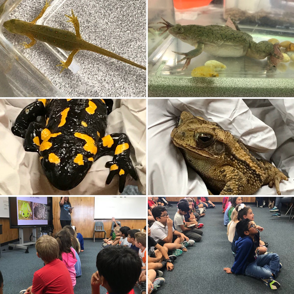 Amphibian demo day!@WarnerCFISD