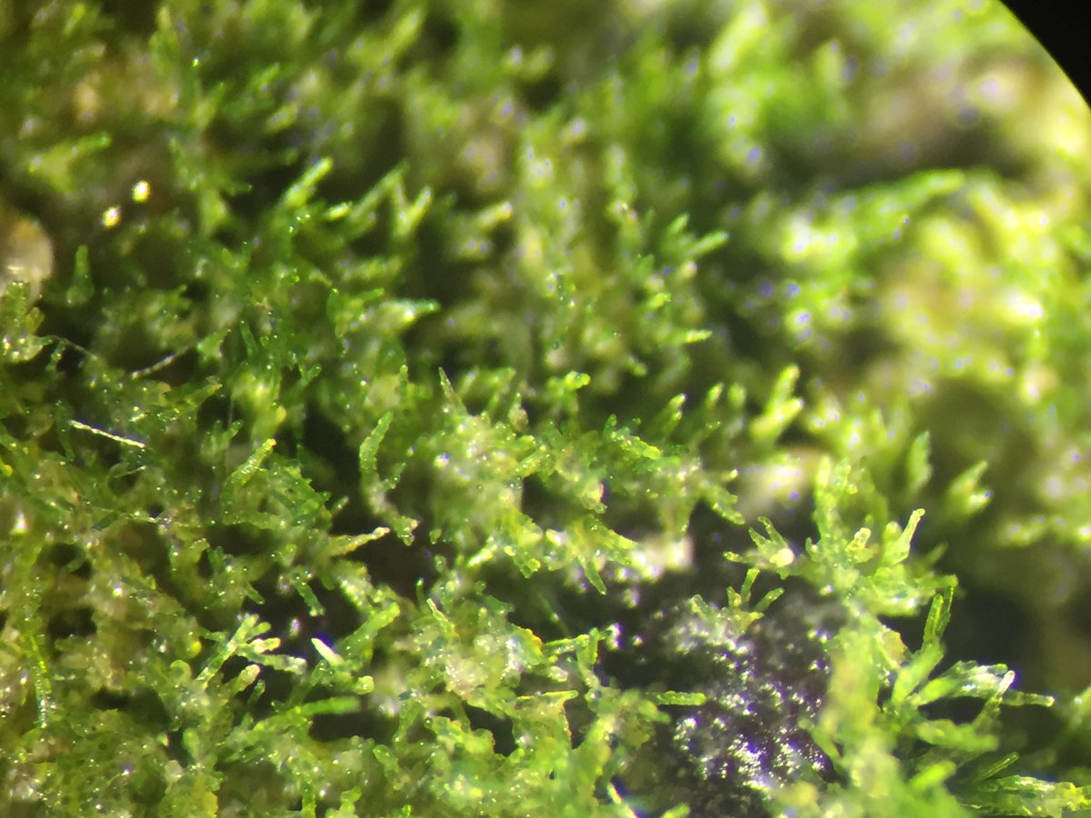 Twitter पर スガイ カイゴロモ全国調査 カイゴロモはスガイ貝殻に着く他の付着藻類に比べ 背の低い緑藻です スガイの貝殻 表面から1mmほどしかありません 実体顕微鏡下ではトゲ状に観察されます カイゴロモに覆われたスガイを触るとフカフカな感触です