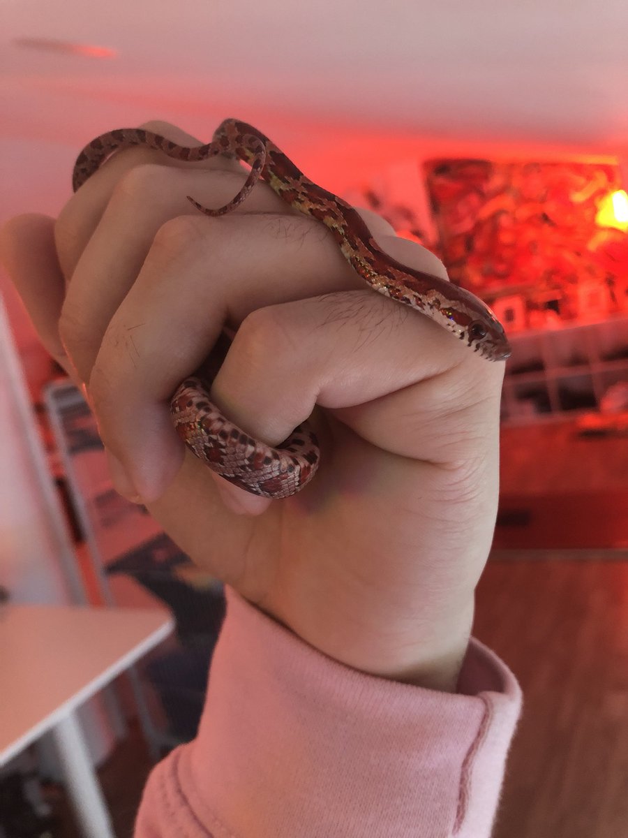 Tiagovski tweet media