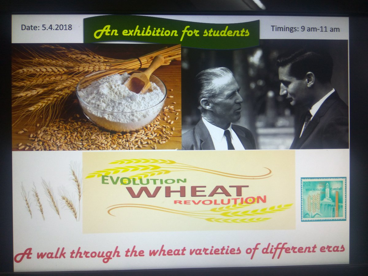 Achla Sharma (@achlasharma9) on Twitter photo A walk through the wheats of different eras: evolution & revolution!!! A walk through the wheats of different eras: evolution & revolution!!!