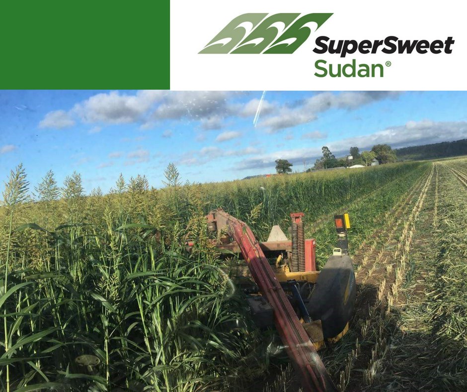 pioneerseedsau's tweet image. Thanks to Alyx Densley for sending in this great shot of Pioneer® hybrid SSS – Super Sweet Sudan at cutting. Alyx reckons it’ll go 2.5t/ac of dryland hay…and will be
used at the Cattle creek feedlot near Bell QLD.