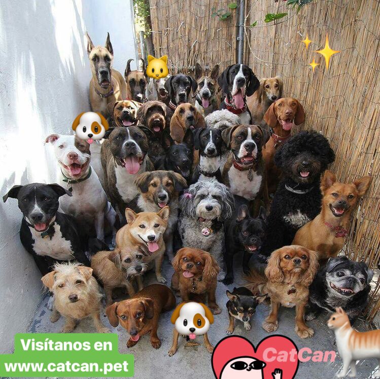 CatcanCol's tweet photo. Visítanos en https://t.co/nyLii2LfDK y conoce nuestros productos #amoamimascota 💚 https://t.co/tx1PAxaOZK