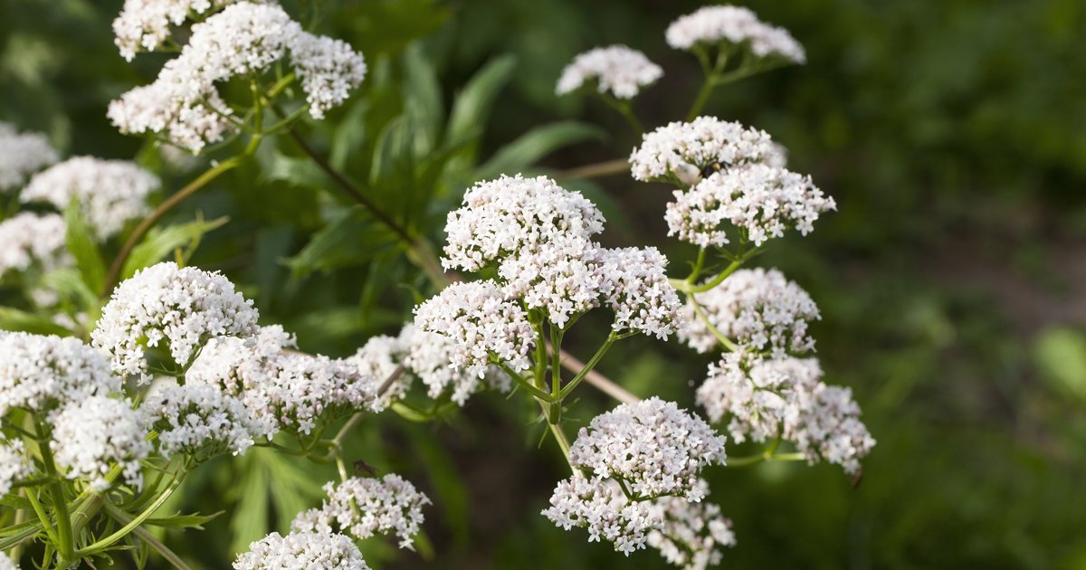 MyHempology's tweet photo. This beautiful herb can have a myriad of health benefits!
#beautiful #herbs #health https://t.co/bQgKdRyzPt https://t.co/b5YlJ2h8nb