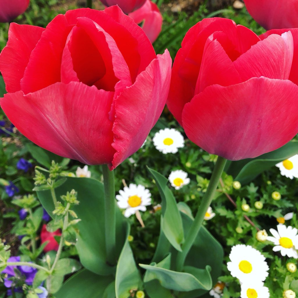 赤いチューリップの花言葉