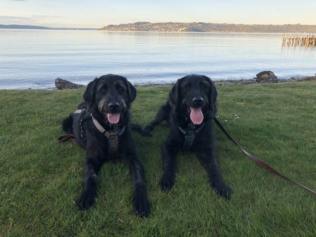 DamienKIRO7's tweet photo. Spencer (L) Winston (R) enjoying a stroll along the Tacoma Waterfront on this beautiful Spring evening.  Last day before a windy and rainy weekend. https://t.co/ZvVE7P0RLy