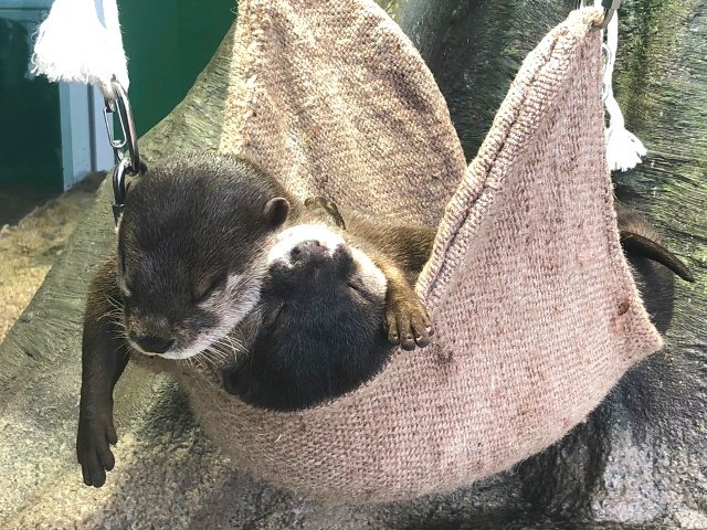 1等から3等、どの大きさになるかはお楽しみの“カワウソくじ”。場所が