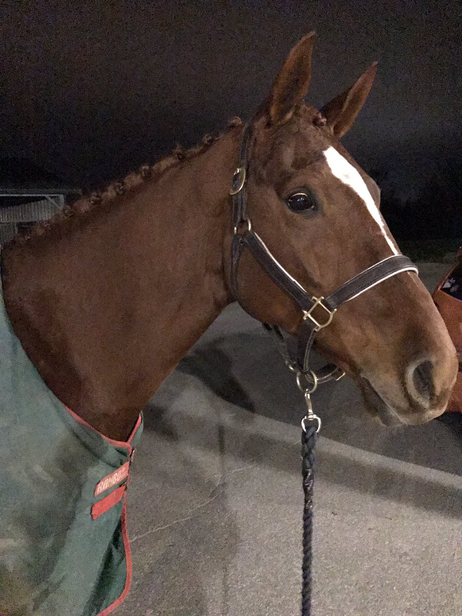 When you find out you're running your first Novice in the snow