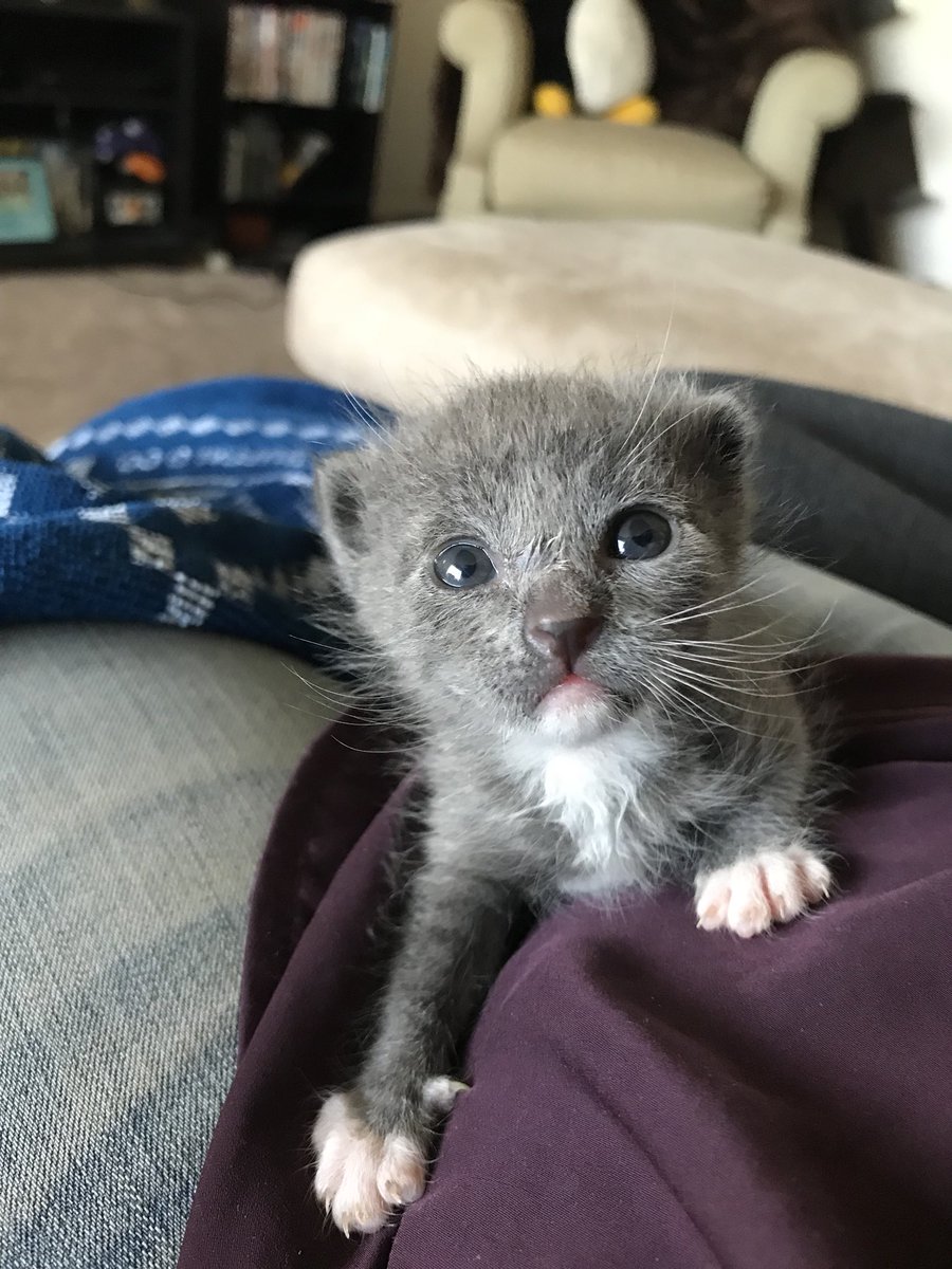 Someone brought in a kitten to my workplace (a pet store) and while they couldn’t take care of him, they bought the formula and nursing kit. I ended up taking the little one home and it’s been an amazing week. #kitten #2weeksold #worthit #gandalfthegrey
