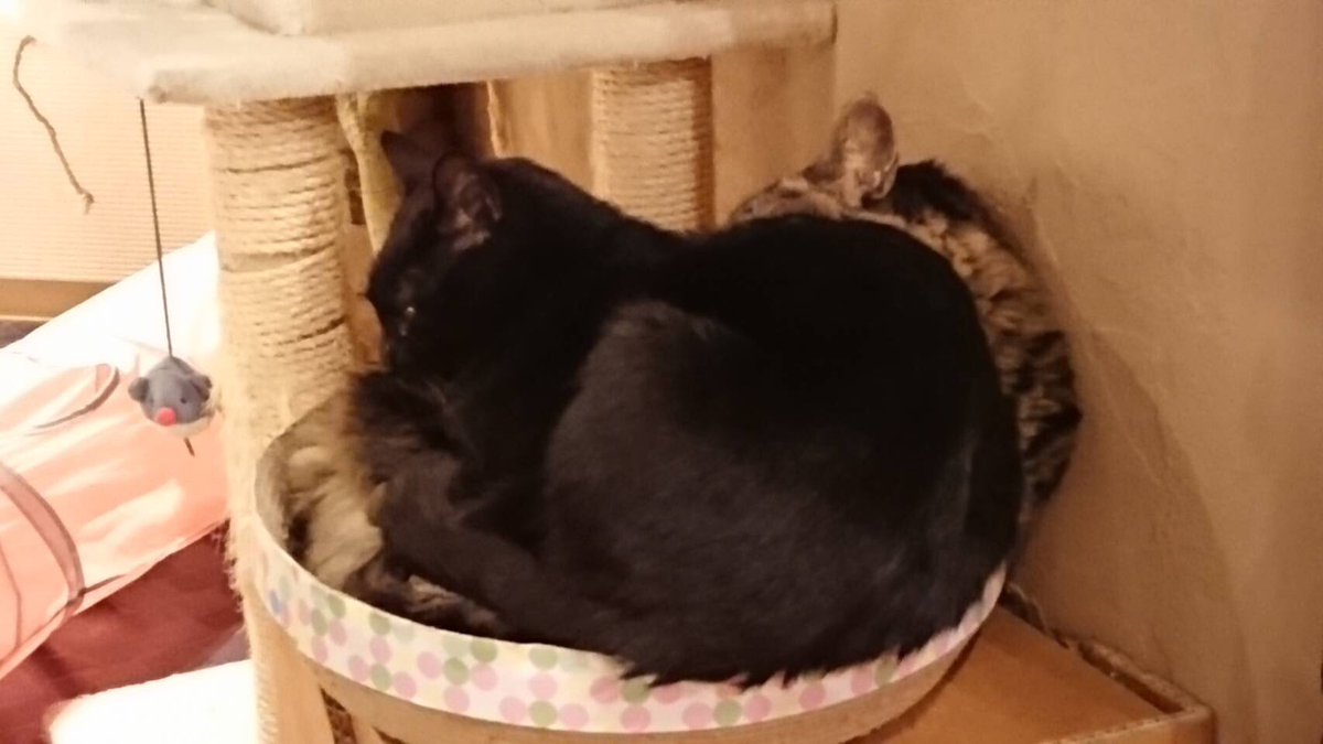 CatcafePrimRose's tweet photo. こんにちは。

今日は天気が荒れていますね💦

せっかく咲いた���🌸もこの強風で散ってしまいました💦

風が強いのでのぼりは出していませんが11時〜18時まで営業しておりますので宜しくお願い致します♪

ご来店の際は気をつけてお越し下さい。

図々しいバロンです…

#猫カフェぷりむろーず https://t.co/XKCJd80TMn