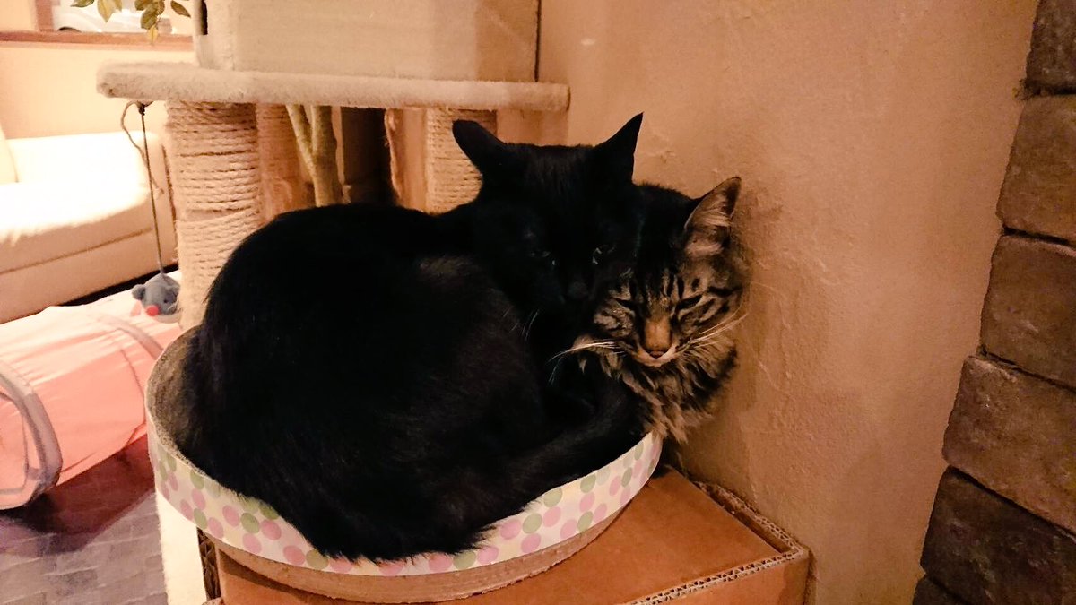 CatcafePrimRose's tweet photo. こんにちは。

今日は天気が荒れていますね💦

せっかく咲いた���🌸もこの強風で散ってしまいました💦

風が強いのでのぼりは出していませんが11時〜18時まで営業しておりますので宜しくお願い致します♪

ご来店の際は気をつけてお越し下さい。

図々しいバロンです…

#猫カフェぷりむろーず https://t.co/XKCJd80TMn