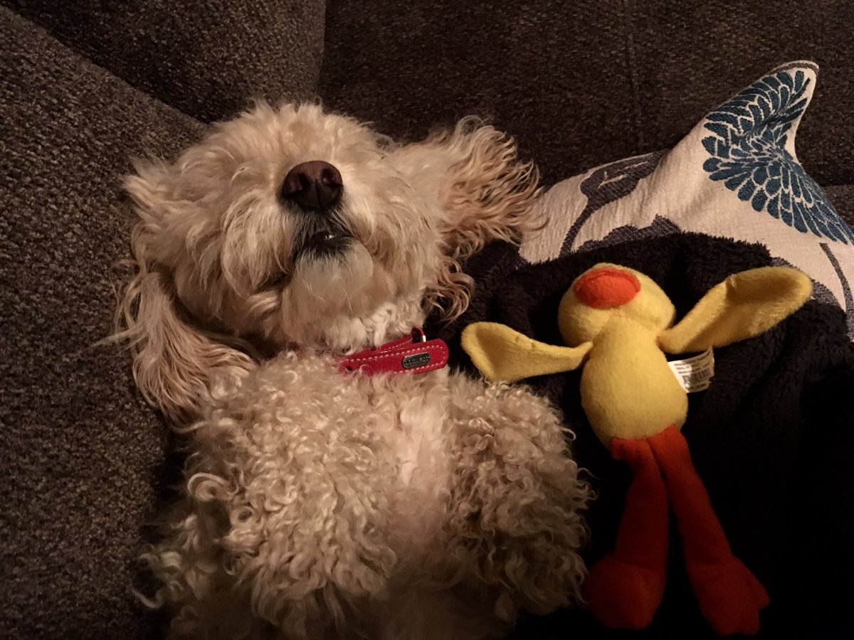 BrianDeMars1's tweet photo. There’s nothing better than relaxing with a good friend.  #couchnaps https://t.co/5uU0scFsgg