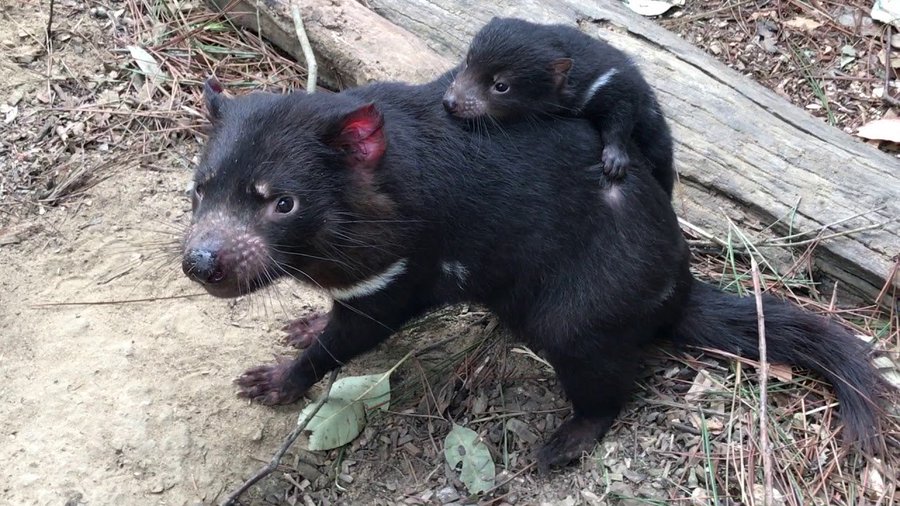 タスマニアデビルの生態と特徴 日本に2頭だけ かわいい悪魔の正体とは Zoo Zoo Diary