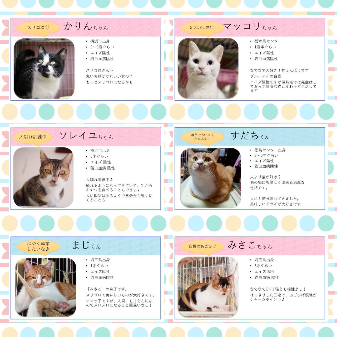 おーあみ避難所取材班 里親会出場選手紹介です 4月8日 日 13時 16時 受付終了15時半 会場 青葉台 明和動物愛護病院 選手一同頑張って参加しますので どうか会いにいらして下さいね お待ちしております ェ 里親募集中 里親会 おーあみ避難