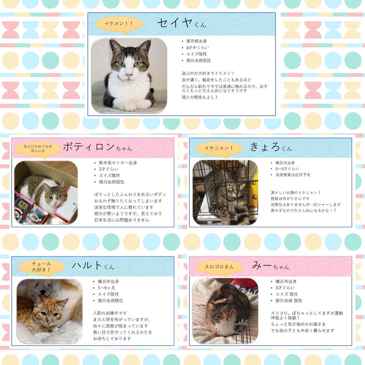 おーあみ避難所取材班 里親会出場選手紹介です 4月8日 日 13時 16時 受付終了15時半 会場 青葉台 明和動物愛護病院 選手一同頑張って参加しますので どうか会いにいらして下さいね お待ちしております ェ 里親募集中 里親会 おーあみ避難