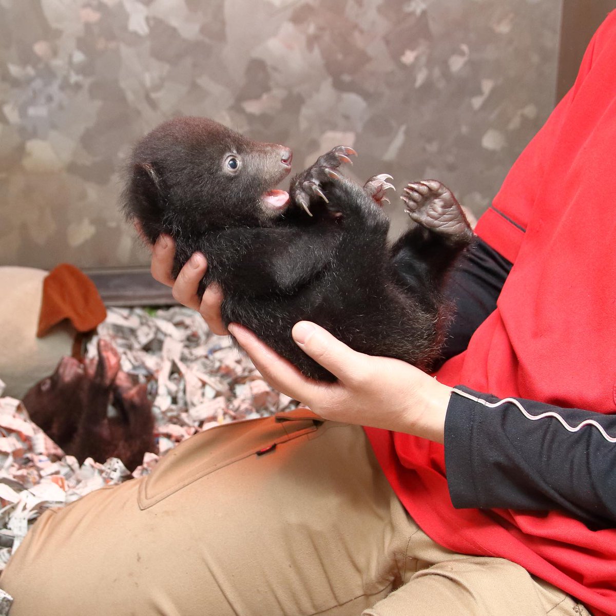 こぐまの兄弟 かわいすぎやろ 阿蘇の動物テーマパークですくすく育つ18年生まれの赤ちゃんグマの様子 Togetter
