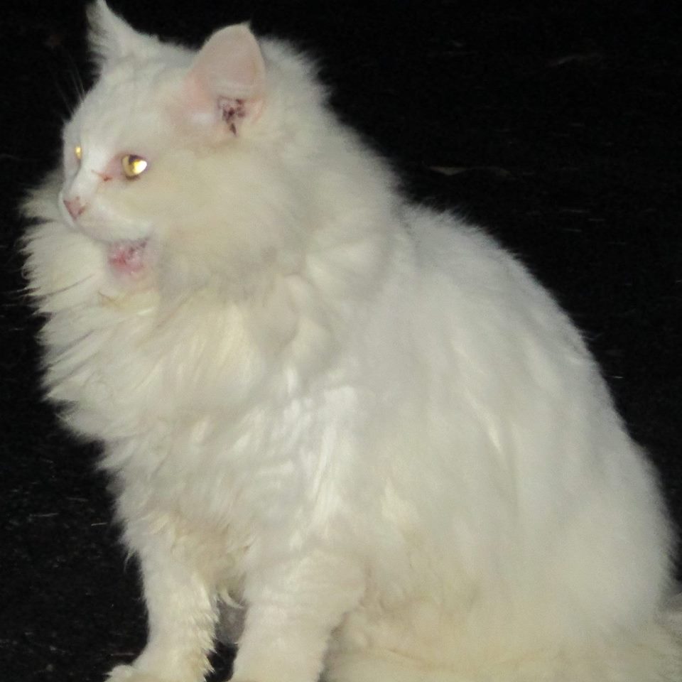 SusieQ6shooter's tweet photo. @VoneBowly #WulfieVikingCat #NiceProfile #HereIsMine #GhostCat https://t.co/wOfSYJ8u3Q