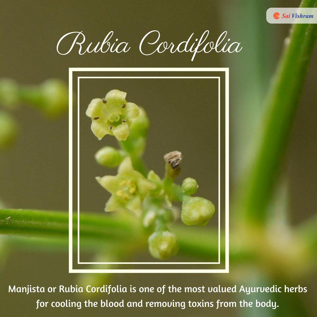 Did you know? Manjista or Rubia cordifolia is one of the most valued Ayurvedic herbs for cooling the blood and removing toxins from the body!

#didyouknow #herbalbenefits #manjista #rubiacordifolia #cooling #Gethealthy #removestoxins #Happiness2018 #balkatmane #saivishram