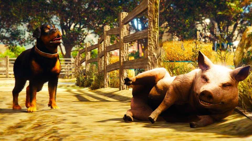 IamBobHooper's tweet photo. Dog and pig: um, strange. https://t.co/E4RkyRtqd1