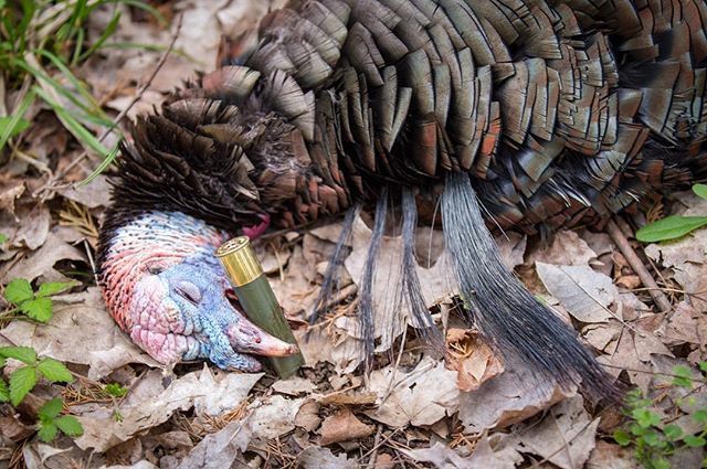 gowildapp's tweet photo. Four beards! How many have you seen? #GoWild. Pic: @8thandtine
•
Follow @gowildapp for more awesome turkey content.
•
•
•
•
# #birdhunt #pheasant #birds #hunting #shotgun #dreamhunt #huntnation #hunt #myhunt #freefood #outdoorsmen #outdoors #du… https://t.co/NNkMamQRRs https://t.co/kLYYxwxRQs