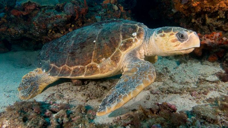 TheOnion's tweet photo. Animal Facing Extinction In 2003 Fucks Its Way Back https://t.co/WiDROGye7Q https://t.co/YWuiisL3ps