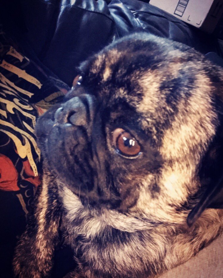 Mojithepug's tweet photo. “To eat, or not to eat...” 🤔 https://t.co/jCsHLeUsCy