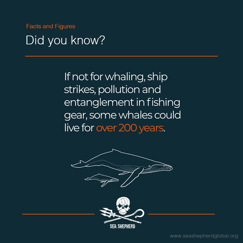 Our mission is to protect defenseless marine wildlife and end the destruction of habitat in the world’s oceans.