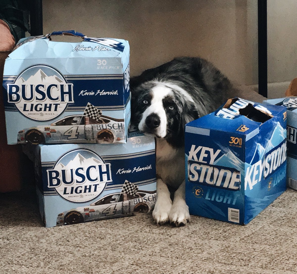 shelbs_svoboda's tweet photo. @BuschBeer’s cutest mascot https://t.co/fwGtUznPiH
