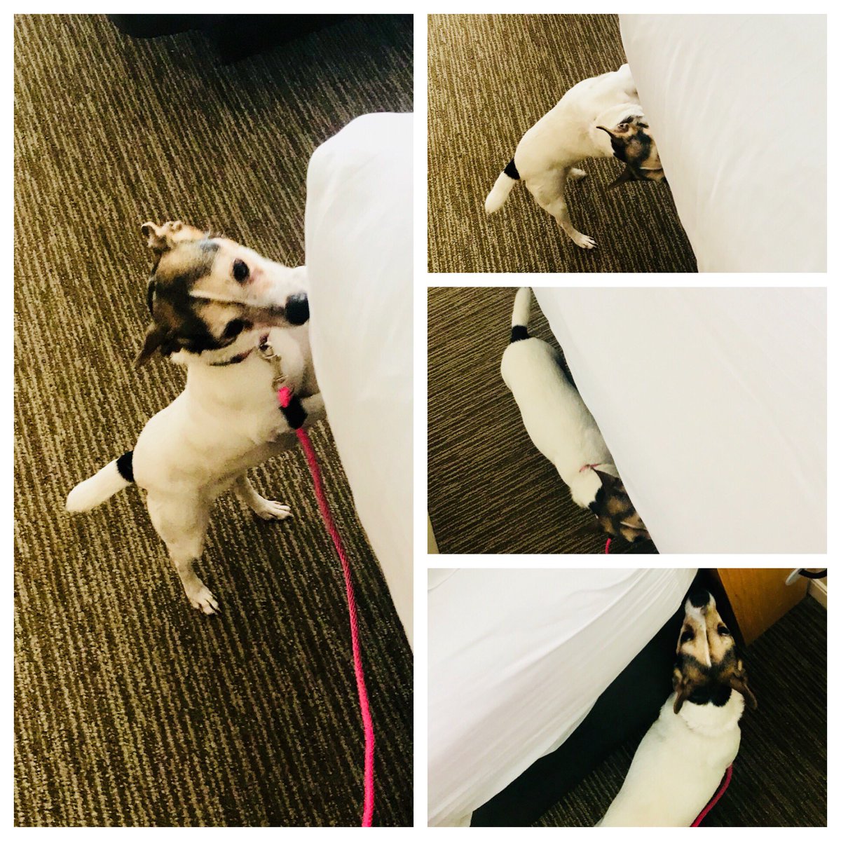 vickigariepy's tweet photo. Working with my best gal today #bonniethebedbugdog https://t.co/hyzKYEZdun