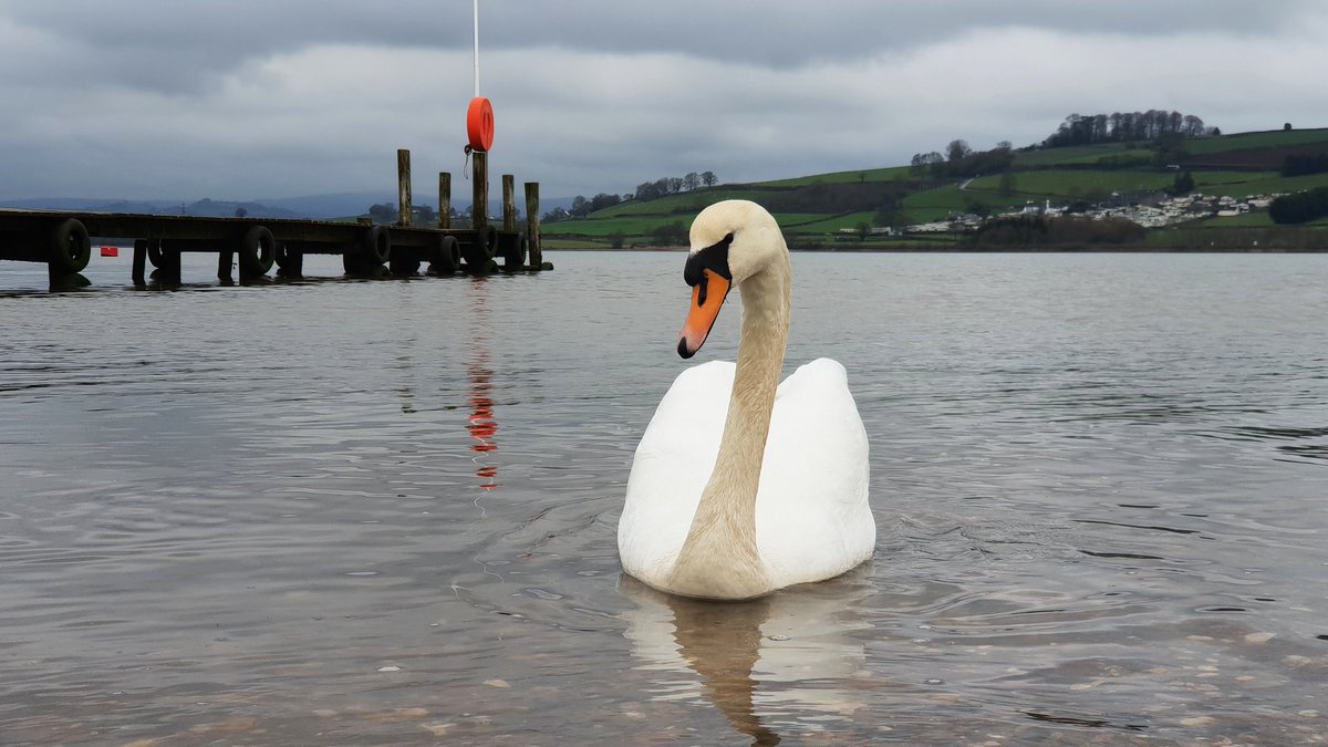 Swan on the river Teign this morning #Devon @visitsouthdevon @VisitDevon