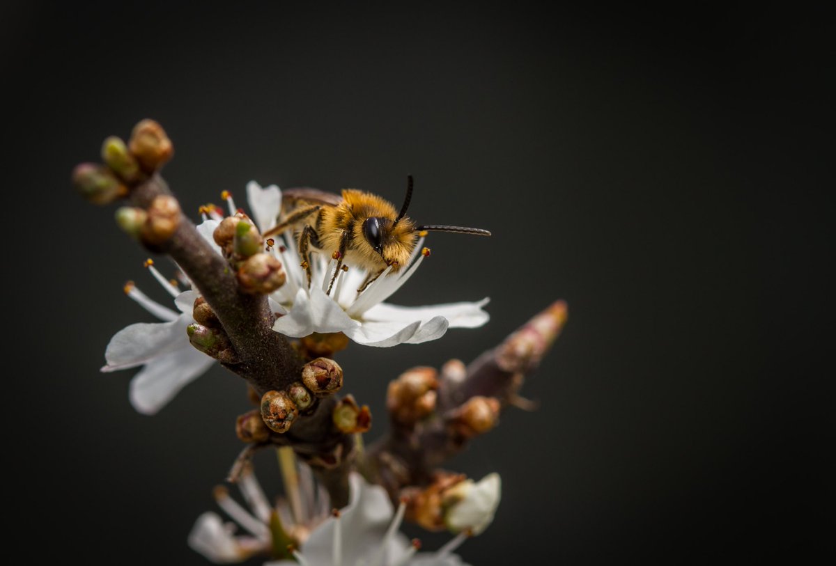 A gorgeous little solitary bee at the #ValleyGardens on blackthorn blossom I think. Male Andrena? @savebees @NHM_Bees @WindsorGtPark @SurreyLife @BBCSpringwatch